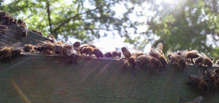 meise3 green care bienenhaltung II